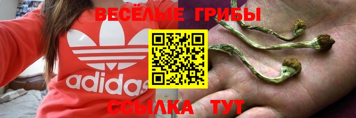 дарнет шоп  Вход с VPN  Звенигород  Галлюциногенные грибы Cubensis 